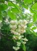 Staphylea pinnata - klokoč zpeřený