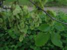 Ulmus laevis - jilm vaz