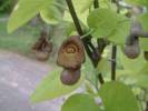 Aristolochia macrophylla - podražec velkolistý