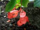 Begonia macduffieana
