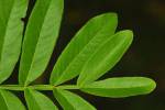 Pterocarya stenoptera - lapina úzkokřídlá
