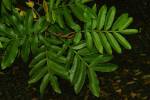 Pterocarya stenoptera - lapina úzkokřídlá