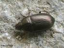 Amara lunicollis
