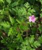 Geranium robertianum - kakost smrdutý