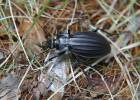 Carabus canaliculatus canaliculatus