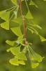 Ginkgo biloba - jinan dvoulaločný