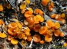 Anthracobia melaloma - spálenitka uhelná
