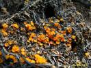 Anthracobia melaloma - spálenitka uhelná