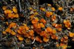 Anthracobia melaloma - spálenitka uhelná