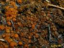 Anthracobia melaloma - spálenitka uhelná