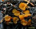 Anthracobia melaloma - spálenitka uhelná