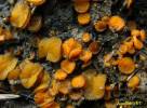 Anthracobia melaloma - spálenitka uhelná