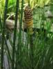 Equisetum fluviatile - přeslička poříční