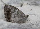 Hipparchia statilinus statilinus