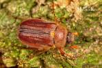 Holochelus aequinoctialis - chroustek jarní