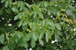 Juglans regia - ořešák královský