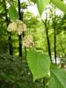 Ulmus glabra - jilm drsný