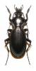 Carabus punctatus