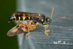 Gorytes laticinctus