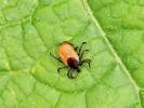 Ixodes ricinus - klíště obecné