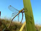 Lestes barbarus - šídlatka brvnatá