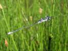 Lestes sponsa - šídlatka páskovaná