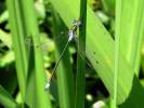 Lestes sponsa - šídlatka páskovaná