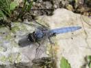 Orthetrum brunneum - vážka hnědoskvrnná