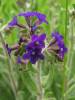 Anchusa officinalis - pilát lékařský