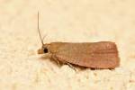 Celypha rosaceana