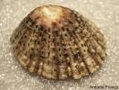 Patella rustica
