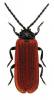 Pyropterus nigroruber