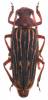 Nepiodes costipennis multicarinatus