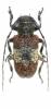 Desisa subfasciata
