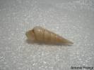 Turritellinella tricarinata - věžule obecná
