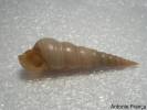 Turritellinella tricarinata - věžule obecná