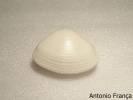 Spisula solida