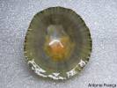 Patella vulgata - Common Limpet
