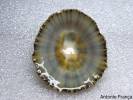 Patella vulgata - Common Limpet