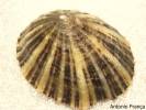 Patella vulgata - Common Limpet