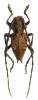 Mesechthistatus furciferus