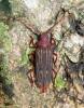 Nepiodes costipennis multicarinatus
