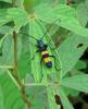 Polyzonus obtusus