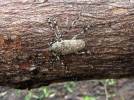 Coptops leucosticticus leucosticticus