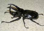 Chalcosoma atlas