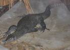Varanus indicus - Mangrove Monitor