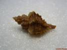 Ocenebra erinaceus