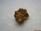 Ocenebra erinaceus