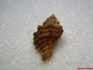 Ocenebra erinaceus