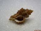 Ocenebra erinaceus